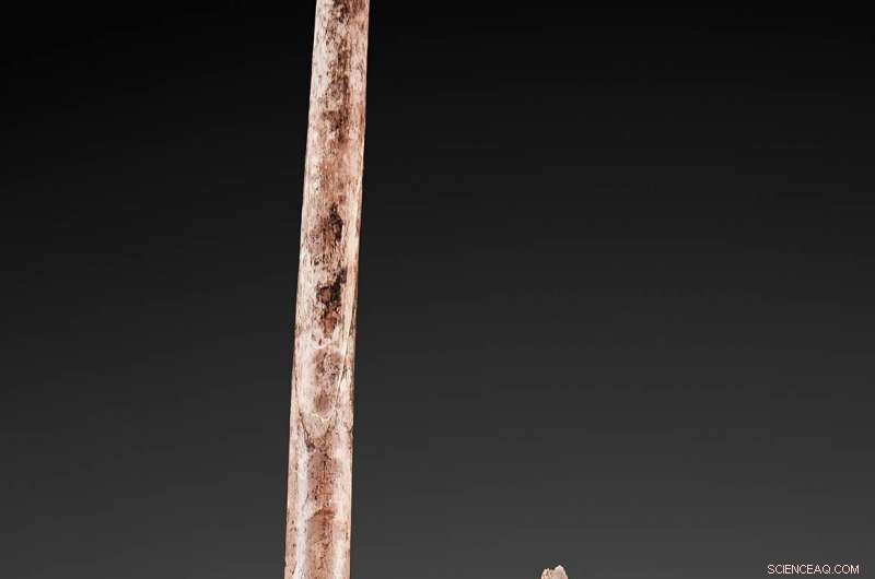 Scientists Uncover Durable Properties of Mammoth Ivory from Siberian Permafrost