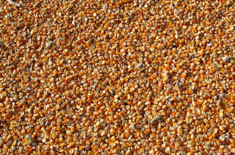 Uganda s Seed Quality Crisis: Storage and Handling Failures Hold the Key
