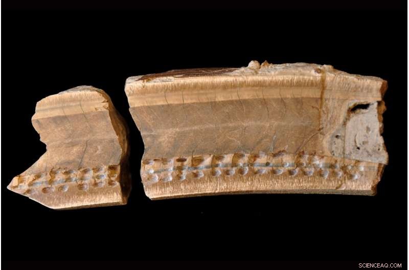 Ancient Extinct Sloth Tooth in Belize Sheds Light on Prehistoric Creatures