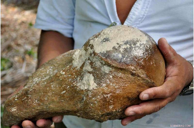 Ancient Extinct Sloth Tooth in Belize Sheds Light on Prehistoric Creatures