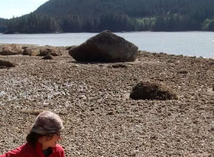 Indigenous Shellfish Farming on the Northwest Coast: 3,500 Years of Sustainable Practice
