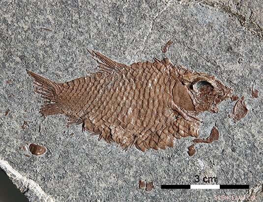 Three New Fossil Fish Species Reveal Post-Extinction Diversification in Swiss Alps