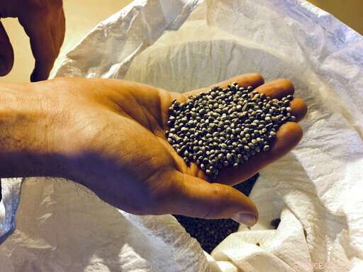 Universities Introduce Cannabis Studies Minor to Expand Career Opportunities