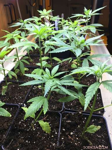 Universities Introduce Cannabis Studies Minor to Expand Career Opportunities