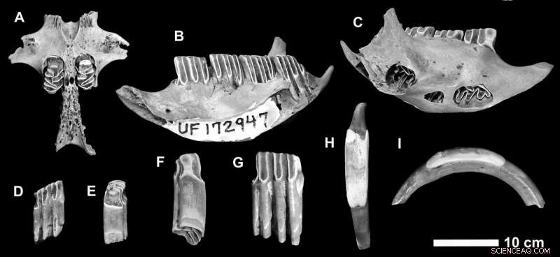 Crocodile-Processed Fossils Reveal Three New Mammal Species from Cayman Islands