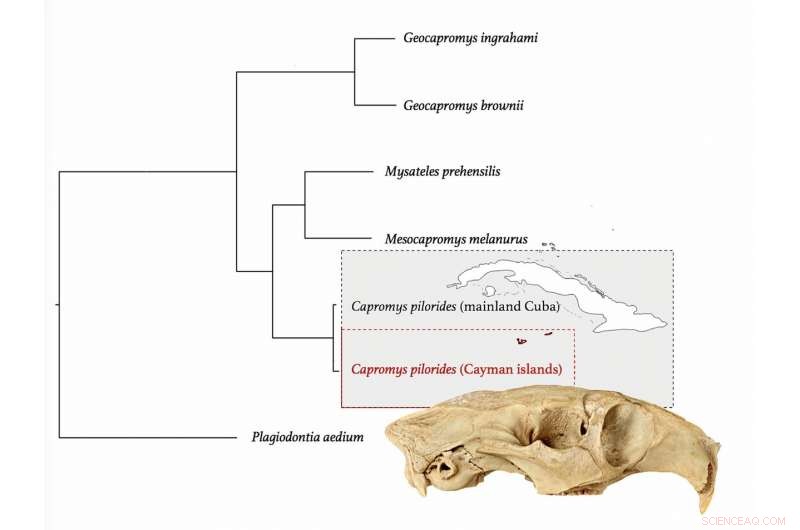 Crocodile-Processed Fossils Reveal Three New Mammal Species from Cayman Islands