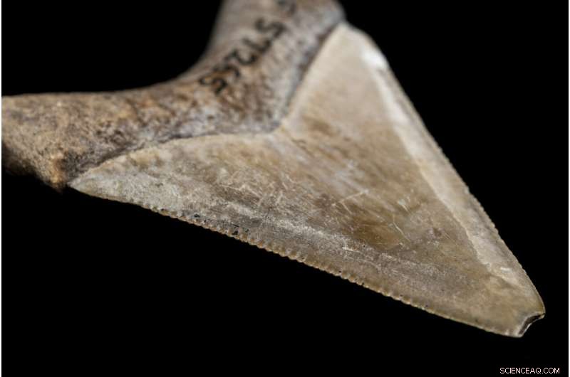 Evolution of Megalodon Teeth: The Ultimate Marine Cutting Tools