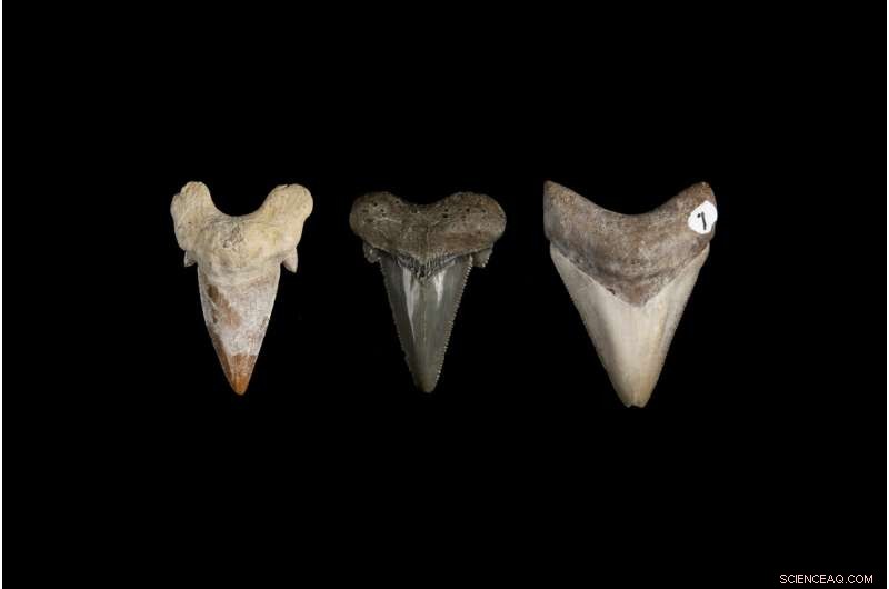 Evolution of Megalodon Teeth: The Ultimate Marine Cutting Tools