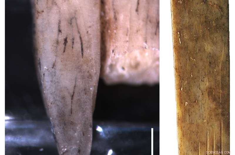 Ancient Tongan Tattooing Toolkit Discovered—Includes Earliest Human-Bone Implements