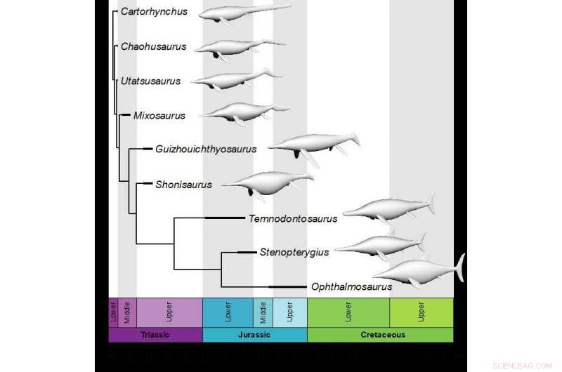 Scientists Simulate Ichthyosaurs in Virtual Tanks to Uncover Mesozoic Swimming Mechanics