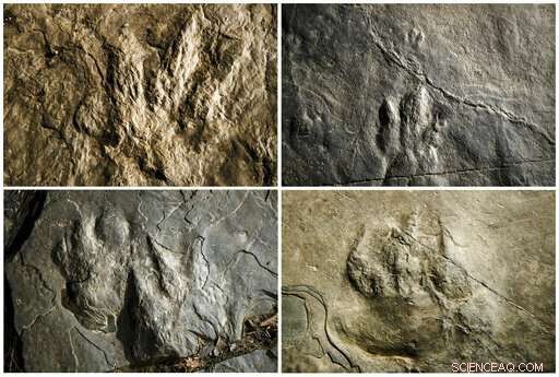 New Dinosaur Footprints Discovered on Valley Forge Park Trail