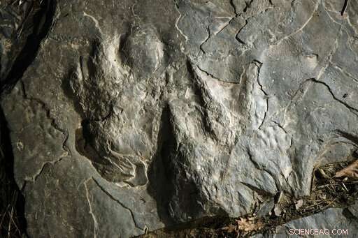 New Dinosaur Footprints Discovered on Valley Forge Park Trail