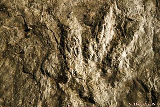 New Dinosaur Footprints Discovered on Valley Forge Park Trail