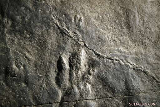 New Dinosaur Footprints Discovered on Valley Forge Park Trail