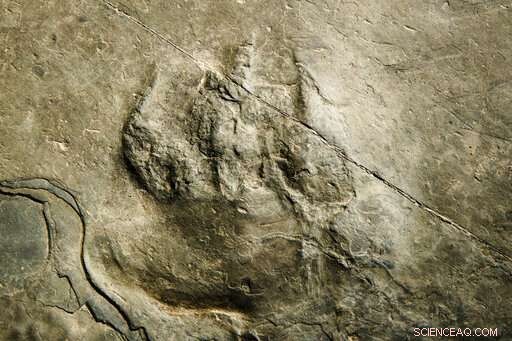 New Dinosaur Footprints Discovered on Valley Forge Park Trail