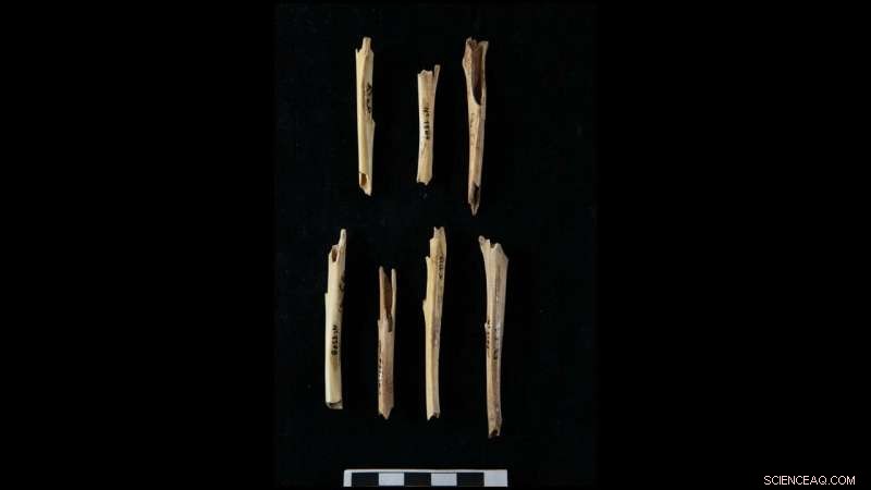 Early Europeans Targeted Elusive Small Game for Nutrition