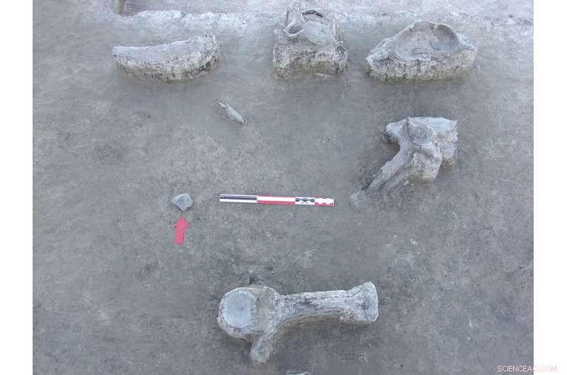 Groundbreaking Research Shows Giant Sloth Extinct Before Holocene