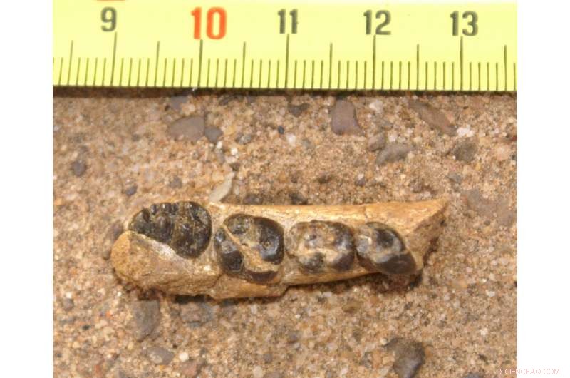 New Kenyan Fossil Teeth Illuminate 6-Million-Year Gap in Old World Monkey Evolution