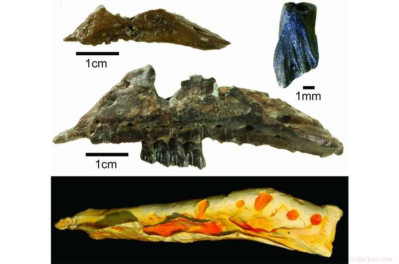 Galleonosaurus dorisae: Wallaby‑Sized Dinosaur Revealed in Australia’s Ancient Rift Valley