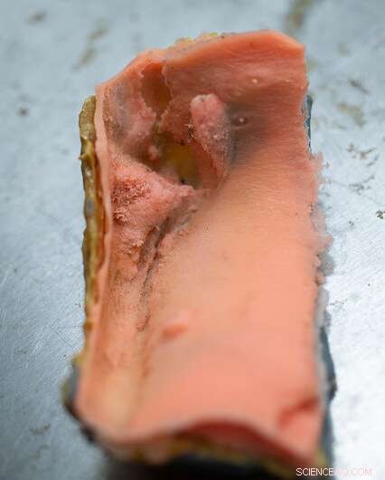 Study Shows Teenage T. rex Already Predatory, Chomping Prey