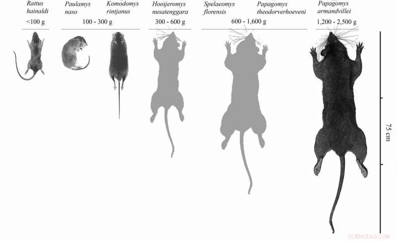 Rat Size Changes Illuminate Habitat of the Hobbit Hominin, Homo floresiensis