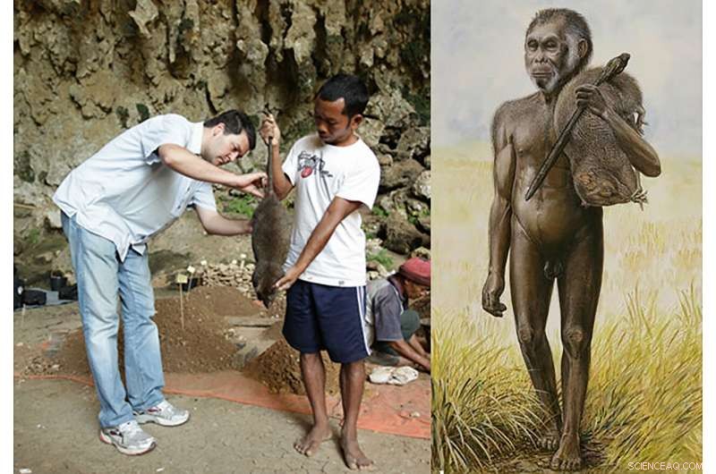 Rat Size Changes Illuminate Habitat of the Hobbit Hominin, Homo floresiensis
