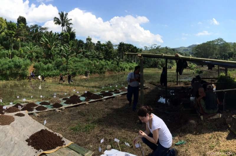 Rat Size Changes Illuminate Habitat of the Hobbit Hominin, Homo floresiensis