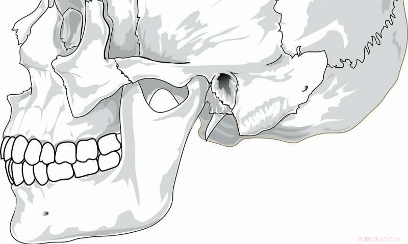 Dietary Changes Spark Innovation in Human Speech Sounds