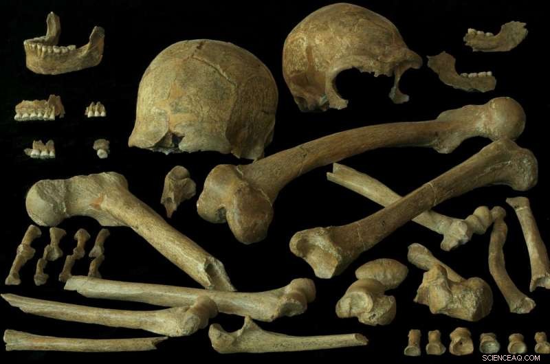 Uncovering Neanderthal and Early Modern Human Diets and Mobility: New Evidence from Spy Bones