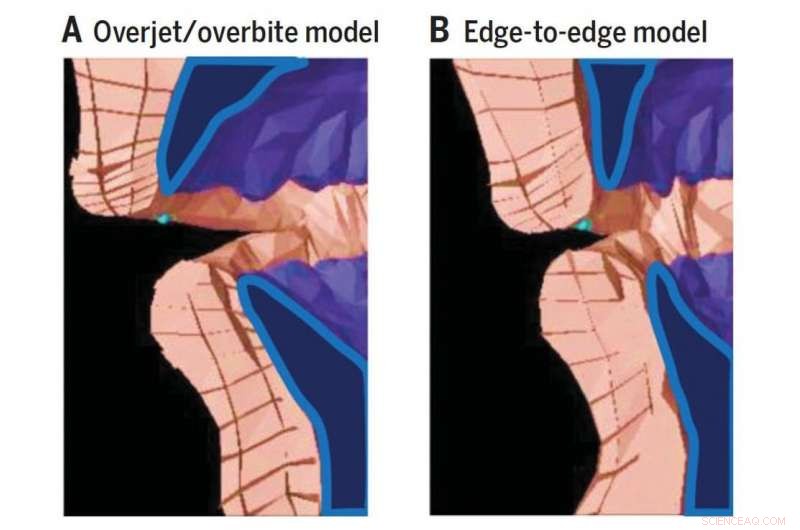 How Softer, Processed Foods Influenced the Evolution of Ancient Human Speech