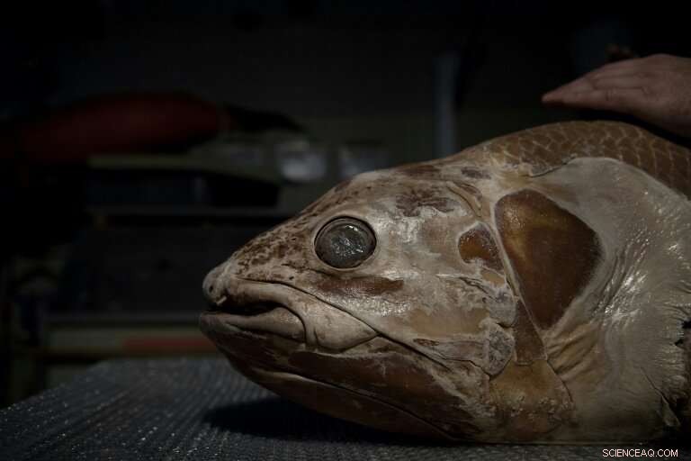 Museum of Natural History Restores Giant Squid for New Exhibit