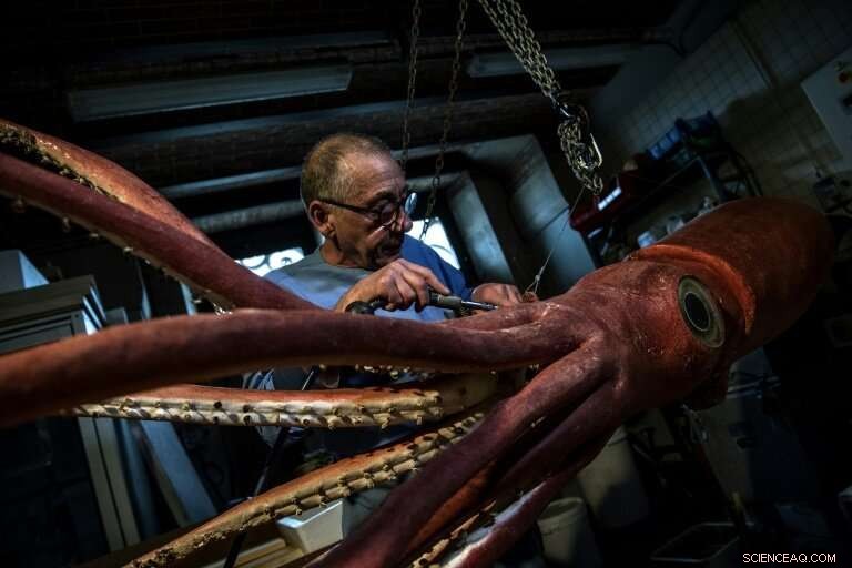 Museum of Natural History Restores Giant Squid for New Exhibit