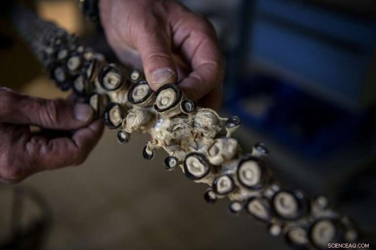 Museum of Natural History Restores Giant Squid for New Exhibit