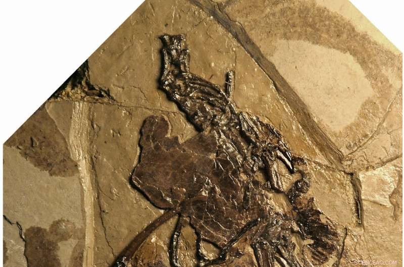 Cretaceous Fossil Reveals First Preserved Bird Egg Inside Body, Illuminating Avian Reproduction