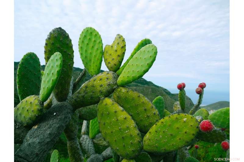 Evidence Links Early Canary Island Settlements to North African Origin