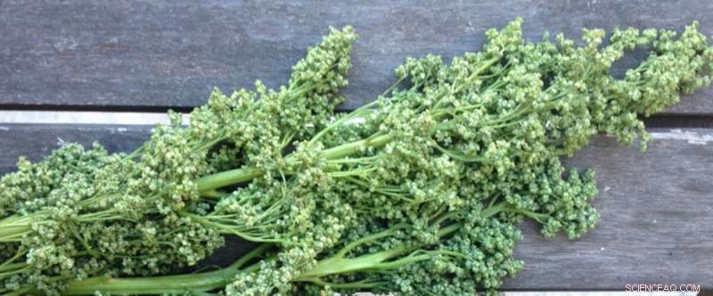 How Women Shaped the Cuisine and Culture of Ancient Cahokia