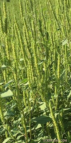 How Women Shaped the Cuisine and Culture of Ancient Cahokia