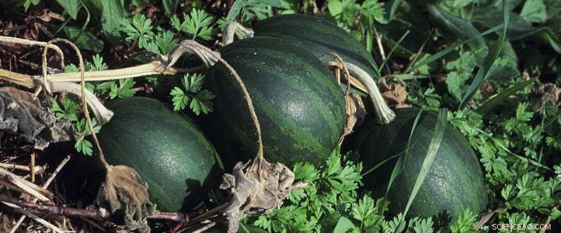 How Women Shaped the Cuisine and Culture of Ancient Cahokia