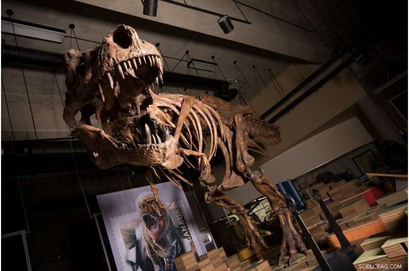 Paleontologists Discover the World s Largest Tyrannosaurus rex Skeleton