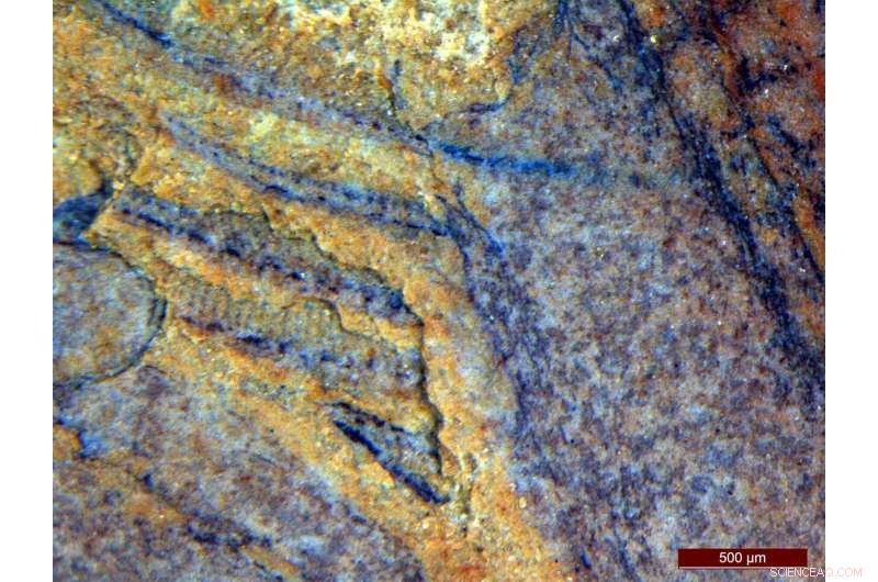 New Fossil Sheds Light on Comb Jelly Origins, Tracing Evolution Back 500 Million Years