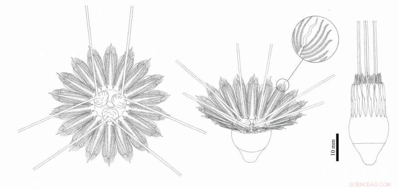 New Fossil Sheds Light on Comb Jelly Origins, Tracing Evolution Back 500 Million Years
