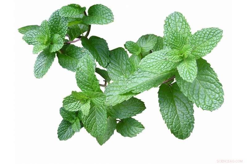 New Mint Varieties Set to Strengthen Rural Economies in Uganda