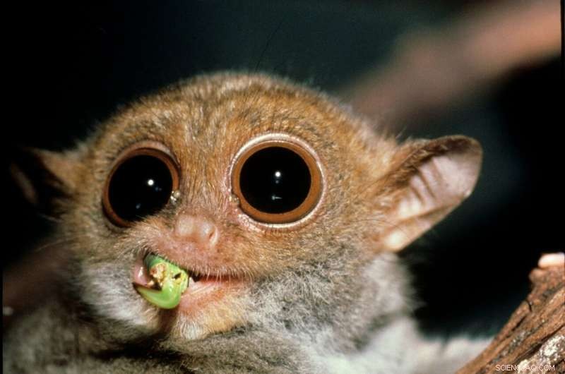 Explore the World Through a Tarsier s Vision with New Virtual Reality Experience