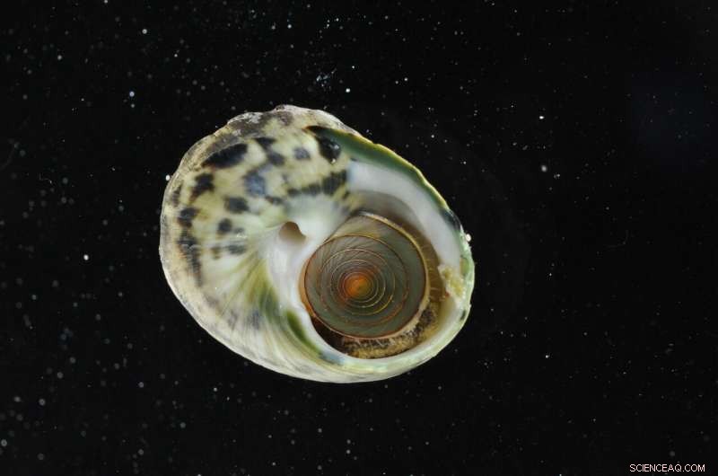 Archaeological Evidence Shows 5th‑Century Caribbean Children Foraging for Shellfish