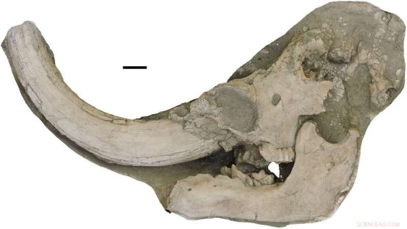 Scientists Identify New Mastodon Species in California