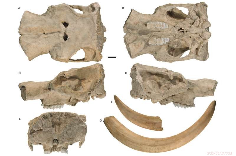 Scientists Identify New Mastodon Species in California
