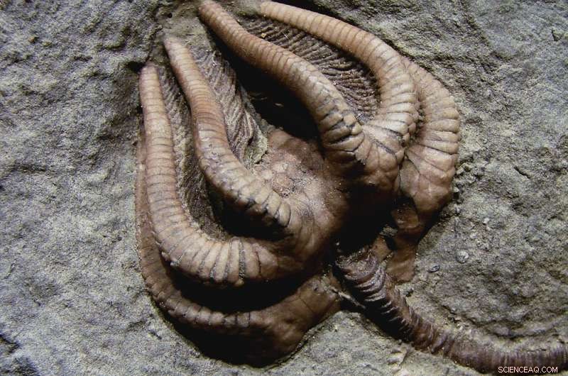 How Earth’s System Collapse Killed Dinosaurs—and Why We Might Face a Similar Threat