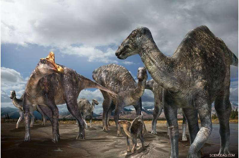 First Confirmed Lambeosaurine Dinosaur Discovery on Alaska s North Slope