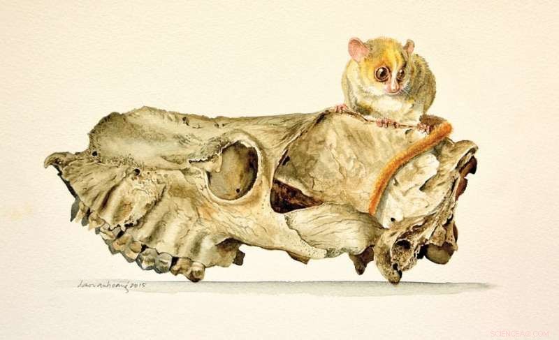 The Vanishing Giants: Unraveling the 1,000-Year Decline of Madagascar s Megafauna