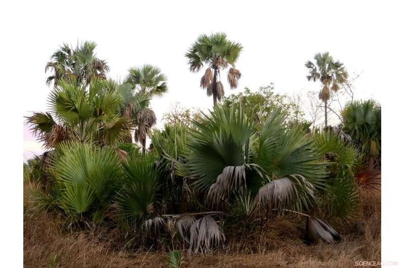 The Vanishing Giants: Unraveling the 1,000-Year Decline of Madagascar s Megafauna
